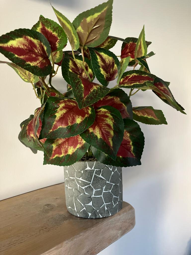 Coleus Orb Leaf Large Bunch With Or Without Pot