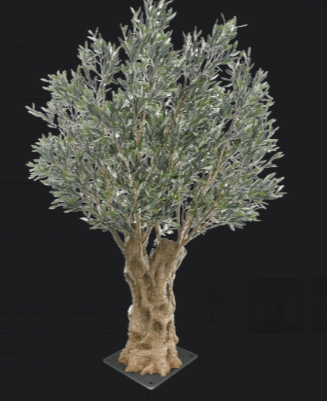 Olea Bella Mature Olive Tree