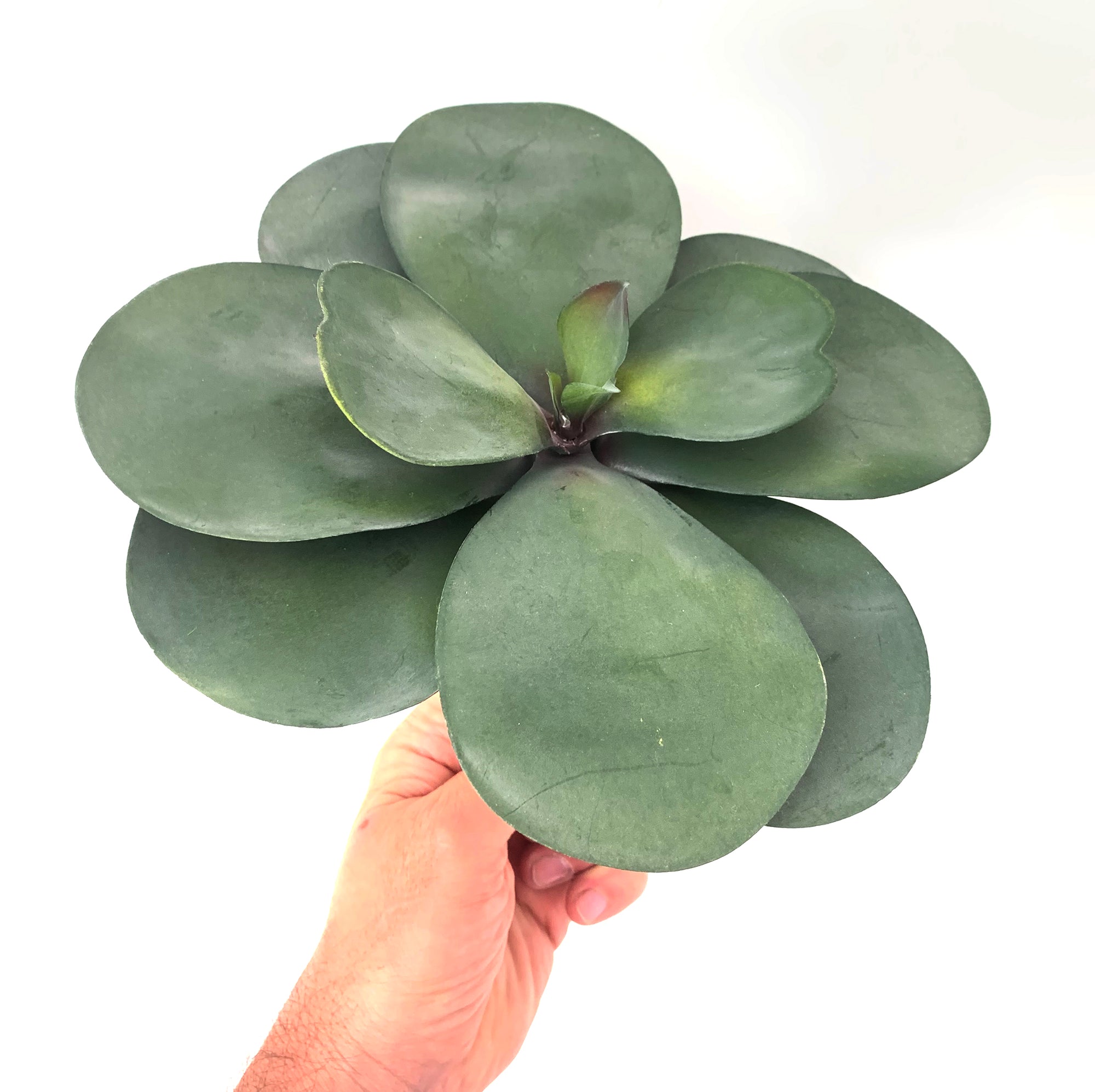 Artificial Large Green & Mauve Succulent, 19cm