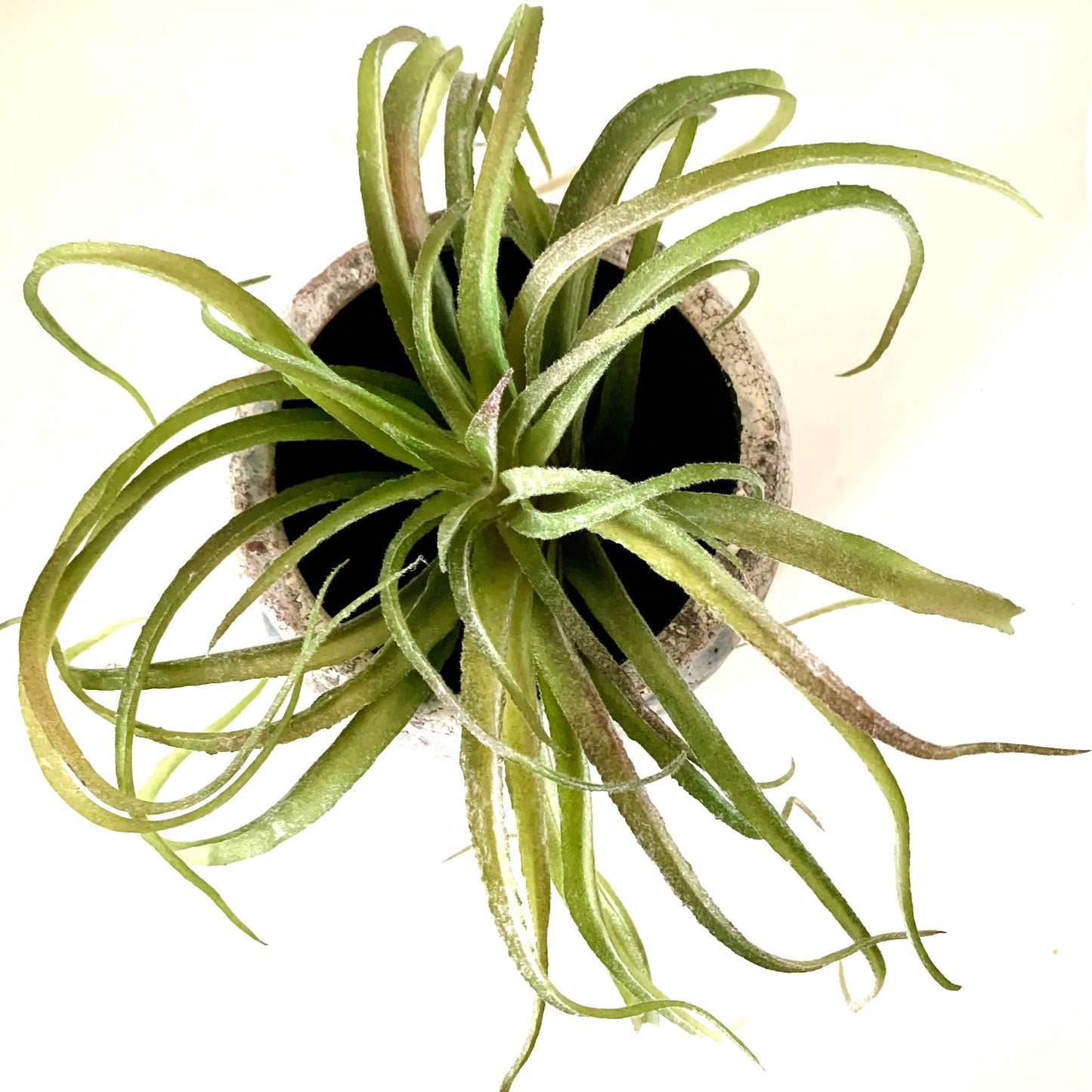 Faux Spider Succulent Head - Natural green, 25cm