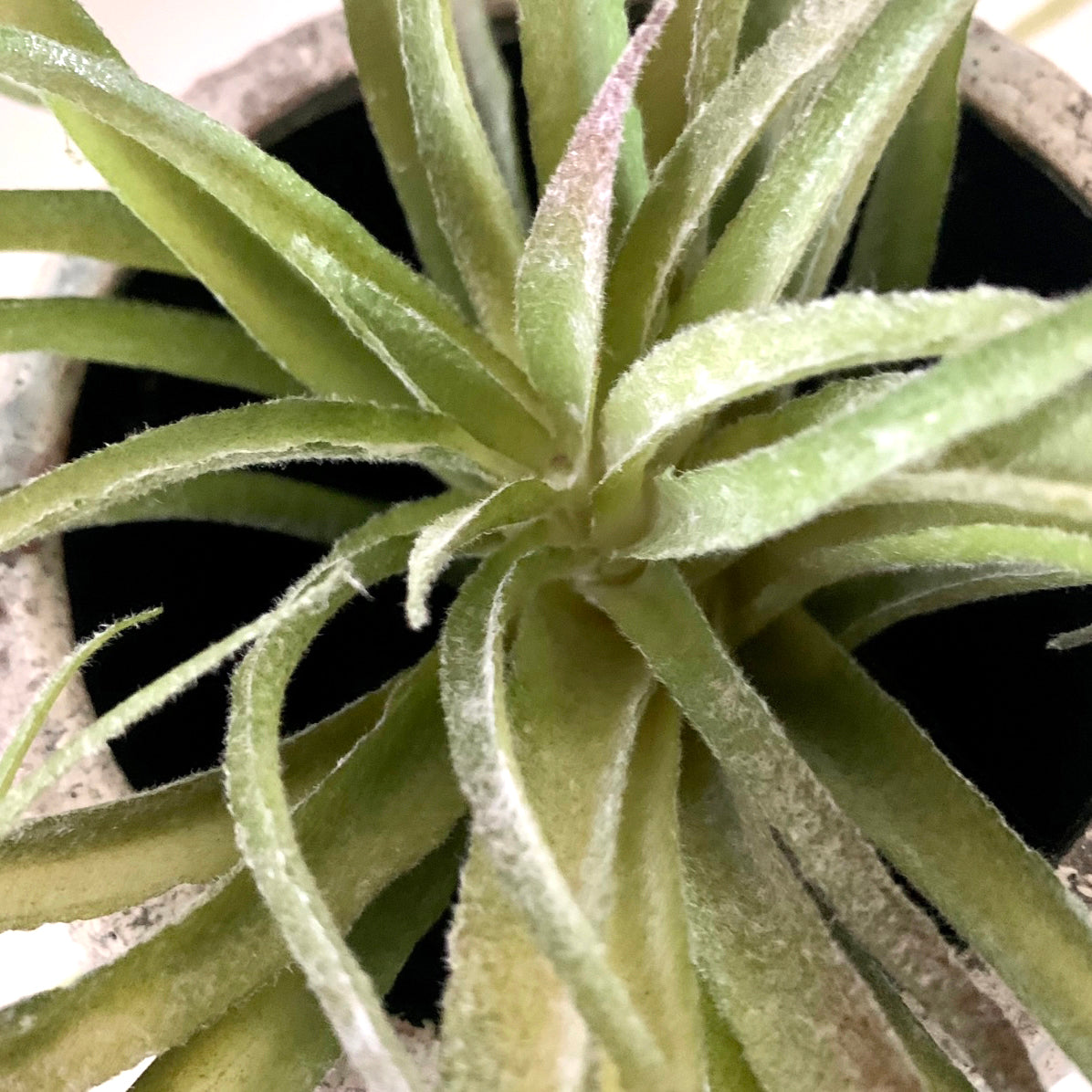 Faux Spider Succulent Head - Natural green, 25cm