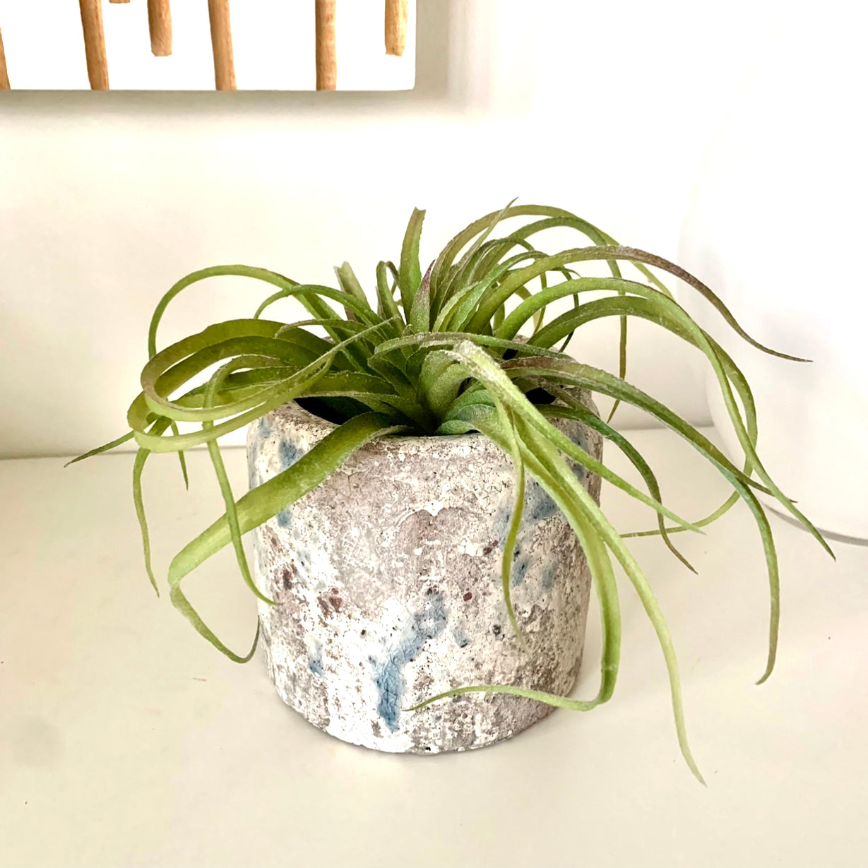 Faux Spider Succulent Head - Natural green, 25cm