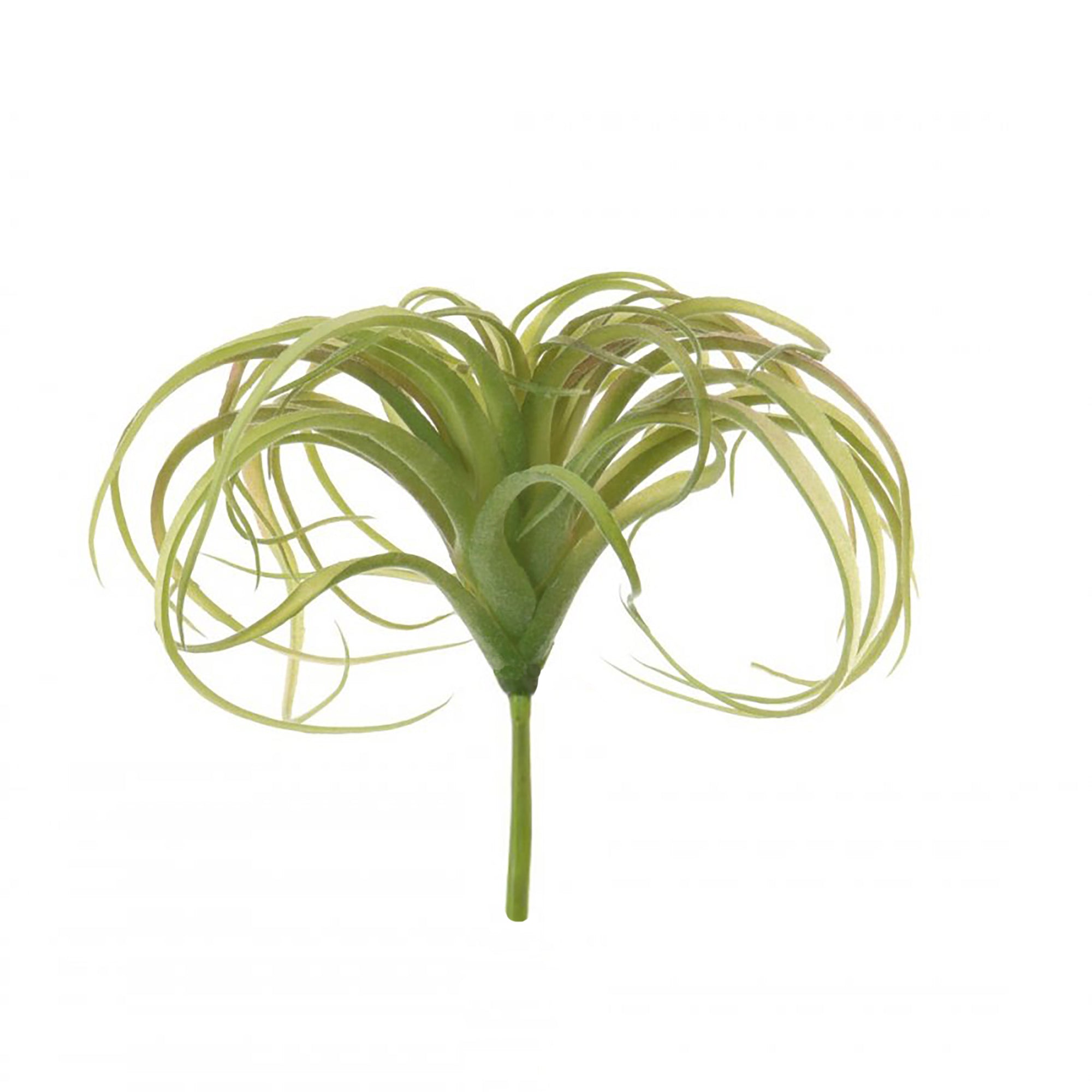 Faux Spider Succulent Head - Natural green, 25cm