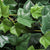 Artificial Green Wall Texture Box -  Trailing Ivy