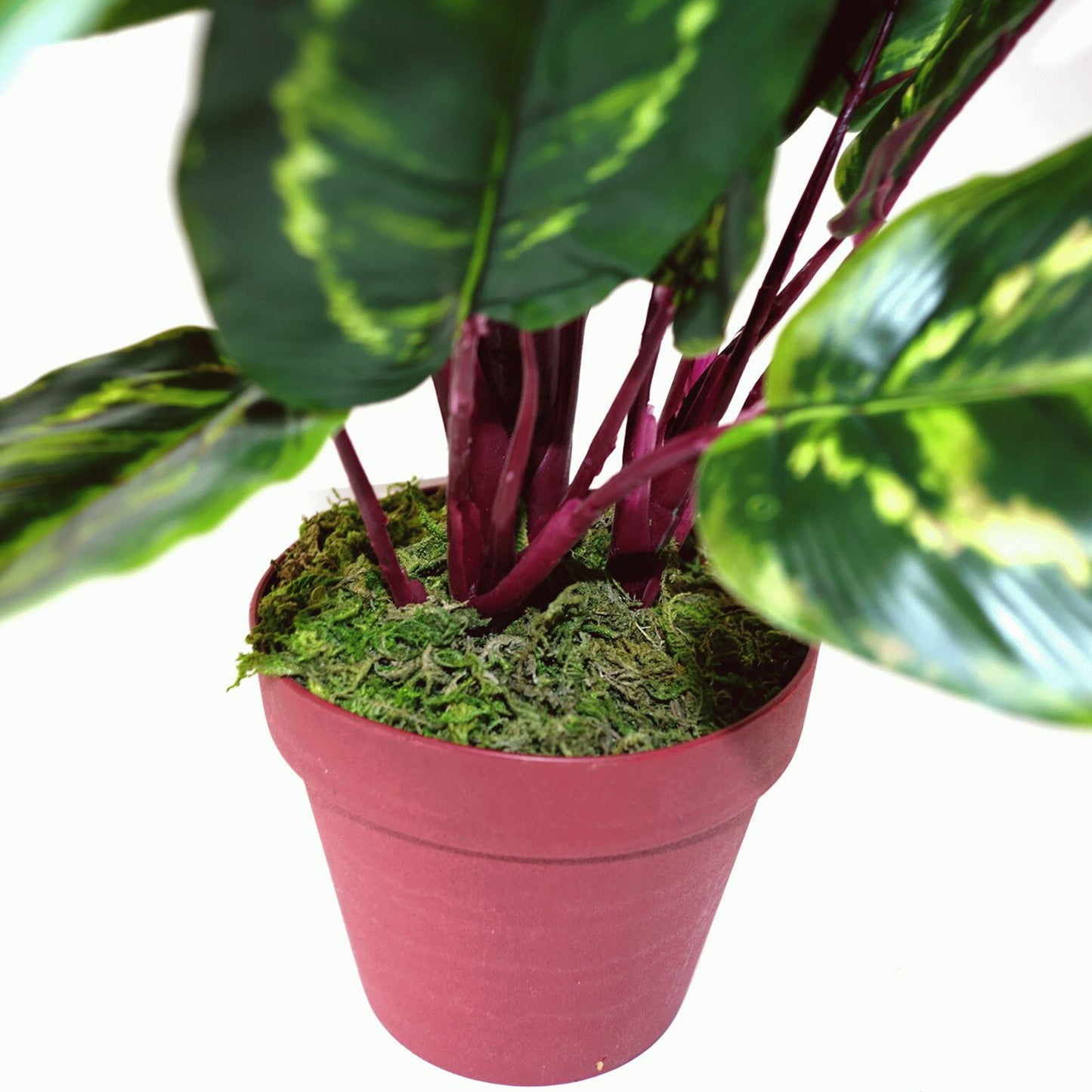 Artificial Medium Calathea Veitchiane Plant, 50cm
