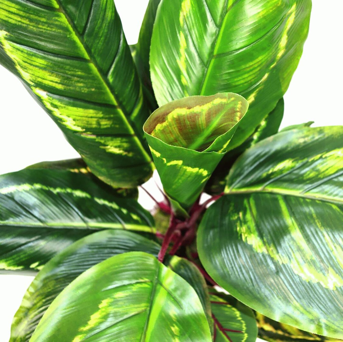Artificial Medium Calathea Veitchiane Plant, 50cm
