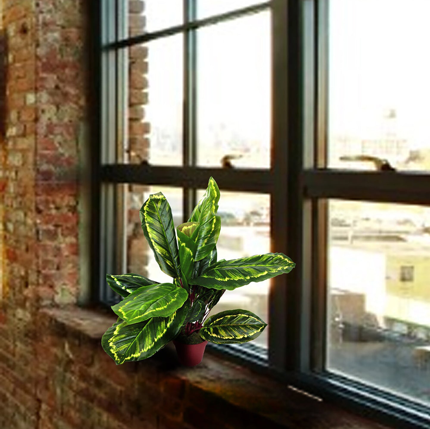 Artificial Medium Calathea Veitchiane Plant, 50cm