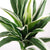Artificial Variegated Foliage Bush - Cream & Green, 30cm