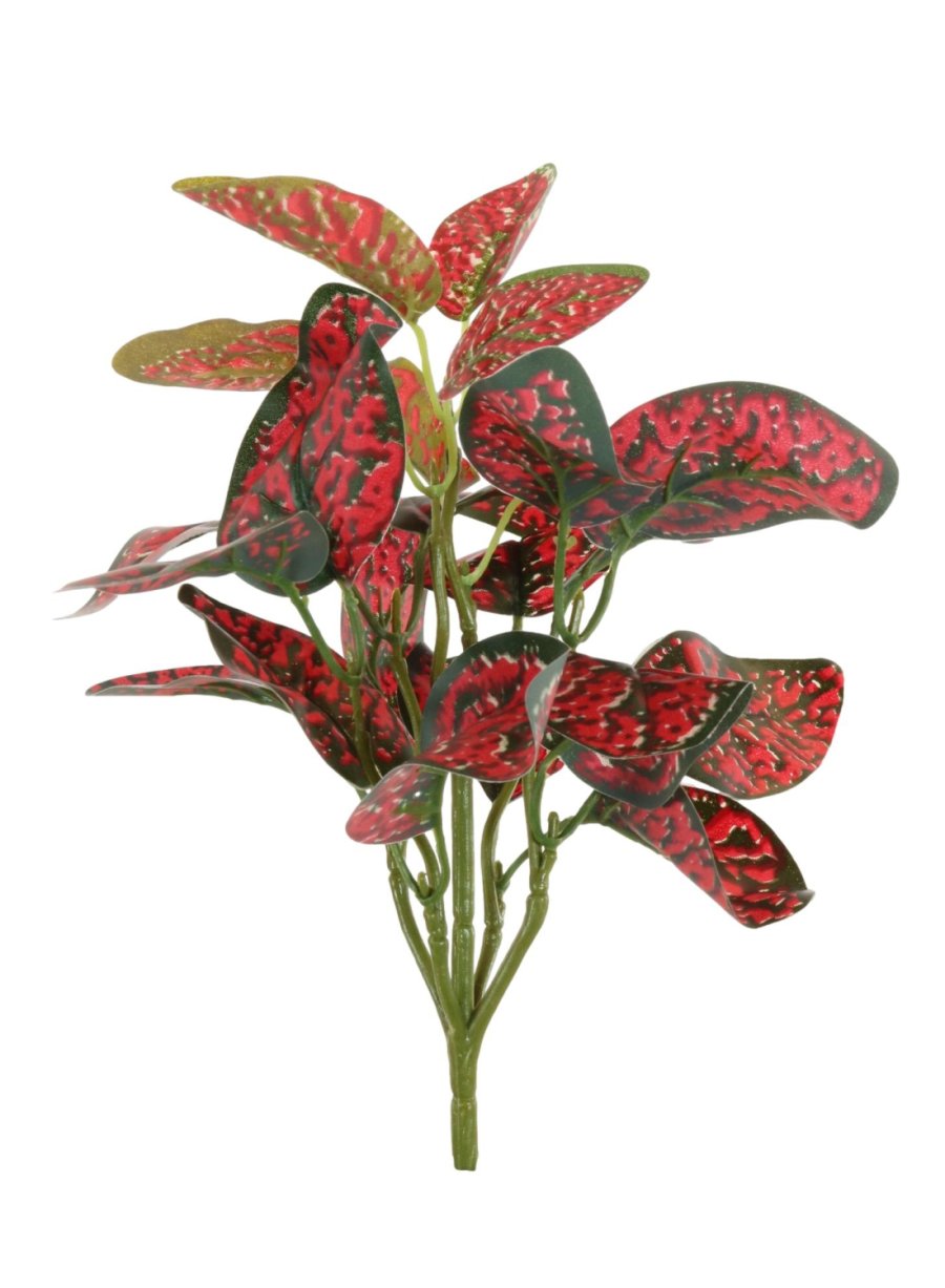 Spotted Dragon Leaf Small Bunch With Or Without Pot