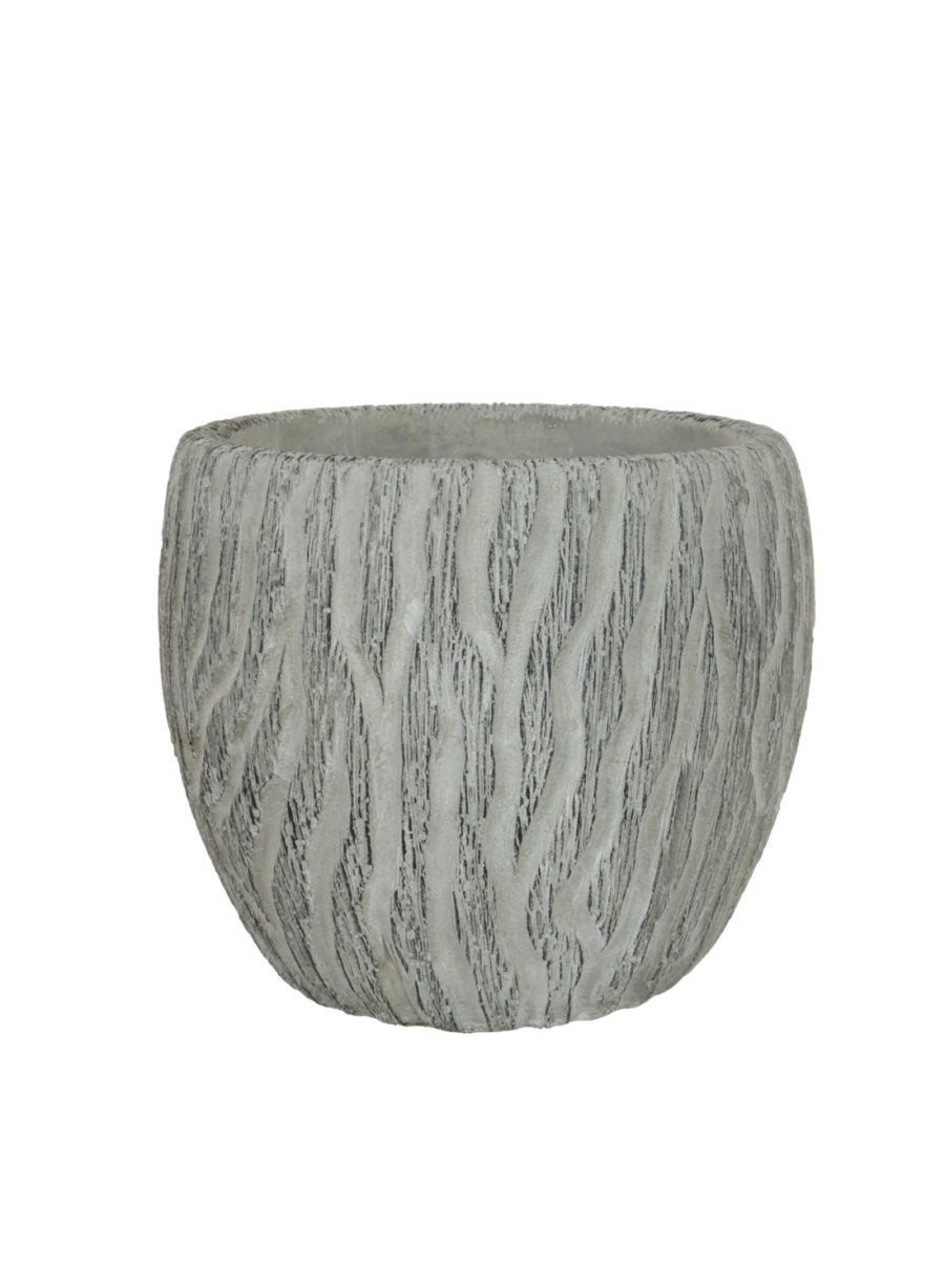 Hypoestes Phyllostachya Extra Large Bunch With Or Without Pot