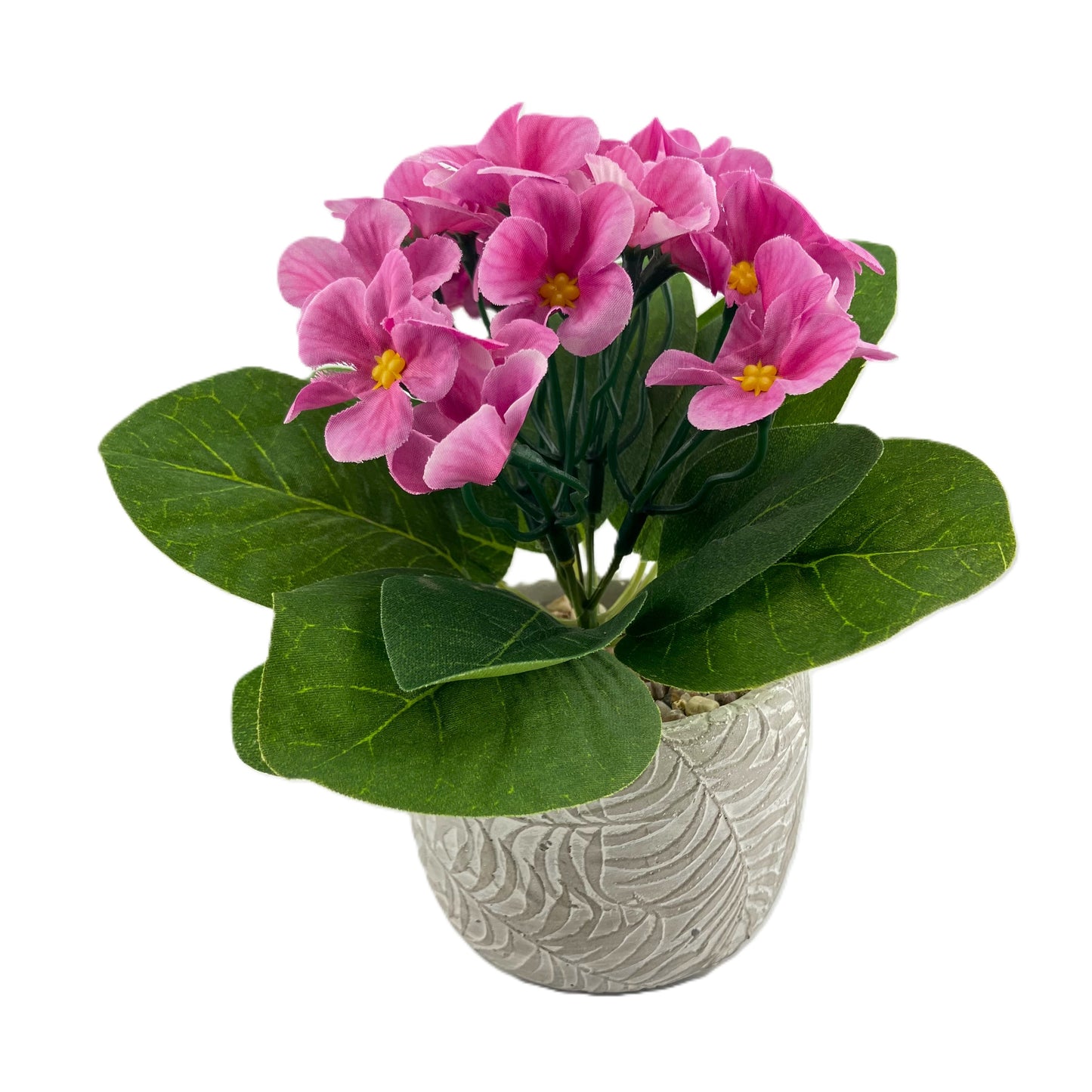 African Violet in a Fern Pot - Pink