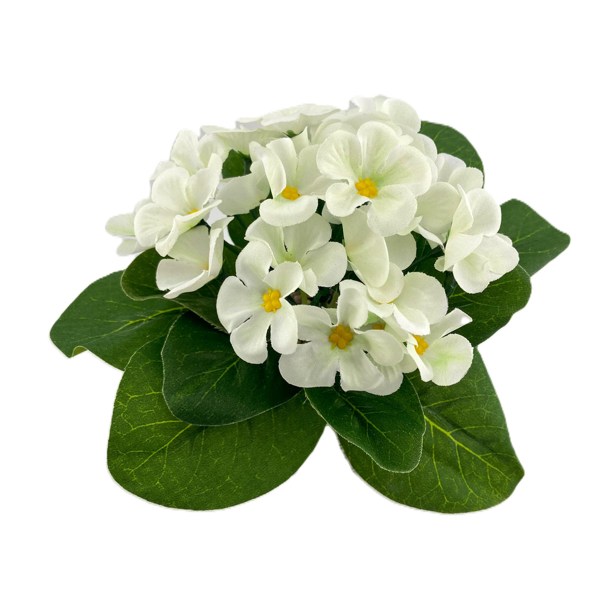 African Violet in a Fern Pot - Cream