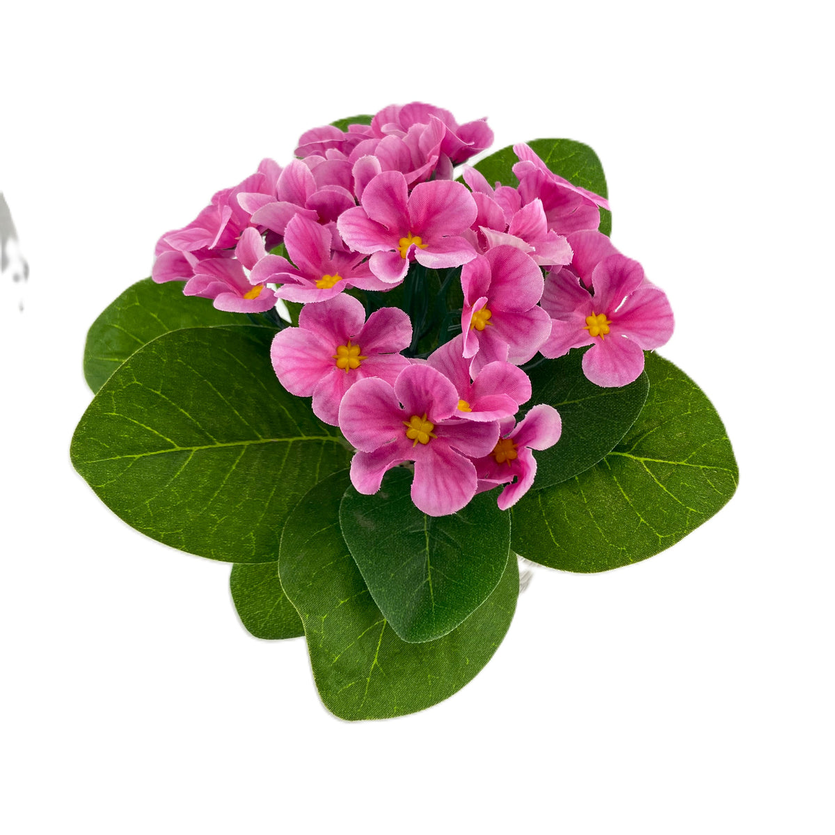 African Violet in a Fern Pot - Pink