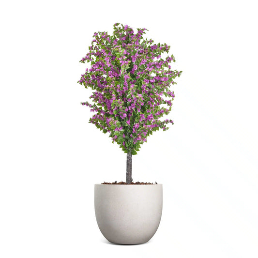 Amalfi Bloom Bougainvillea