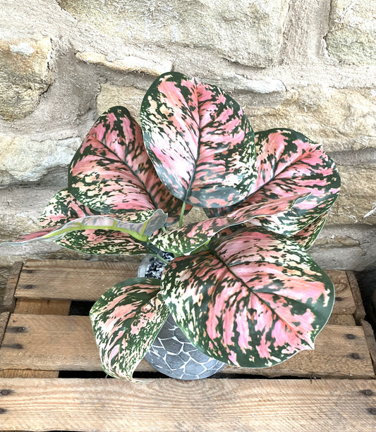 Brunnera Leaf Bunch In Burgundy