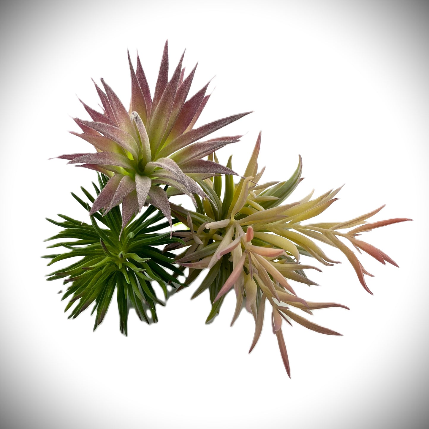 Artificial Succulent Bundle