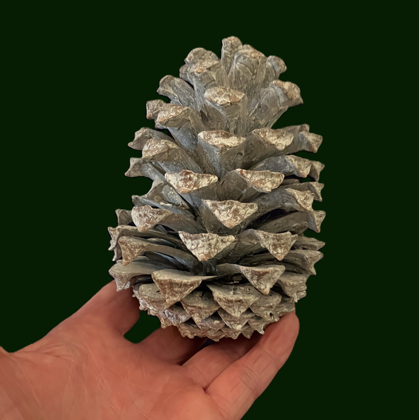 3 Dried and Frosted Natural Pine Cones Average Size 12 - 14 cm
