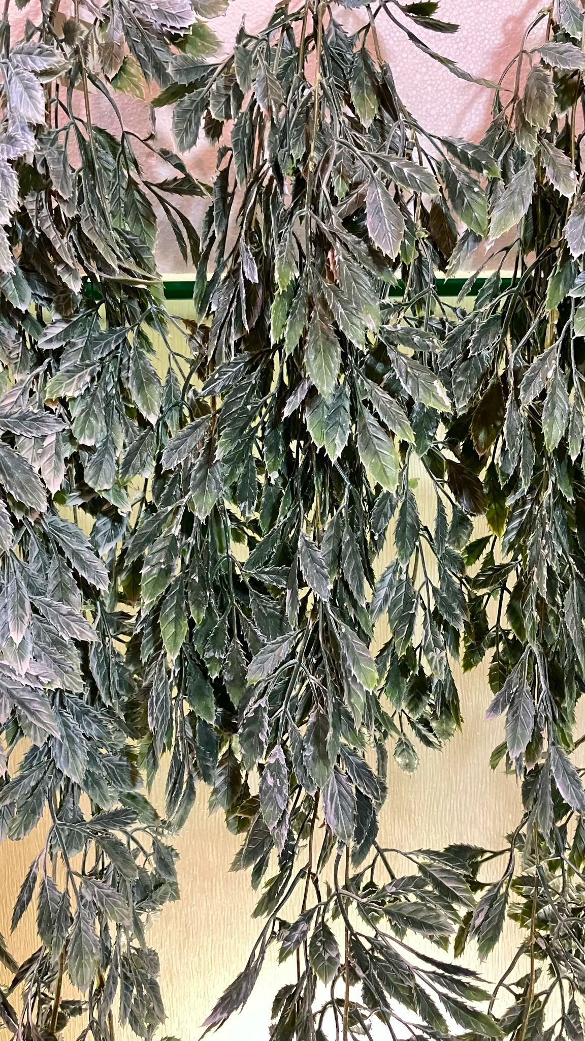 Curtain Wall - Artificial Trailing Dusted Spikey Leaf - MULTIBUY - 6 PLANTS
