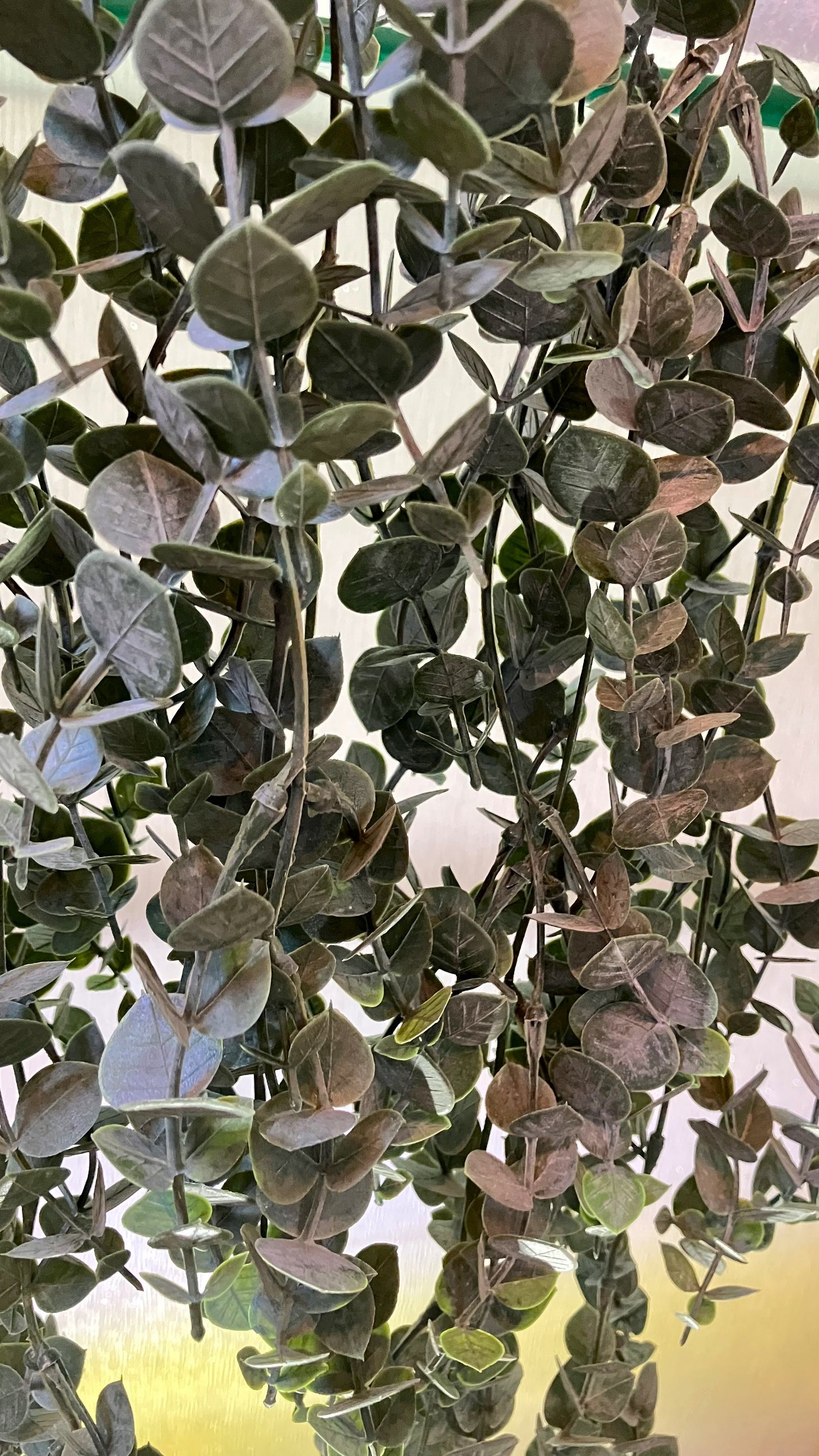 Curtain Wall - Artificial Trailing Gunni Eucalyptus - MULTIBUY - 6 PLANTS