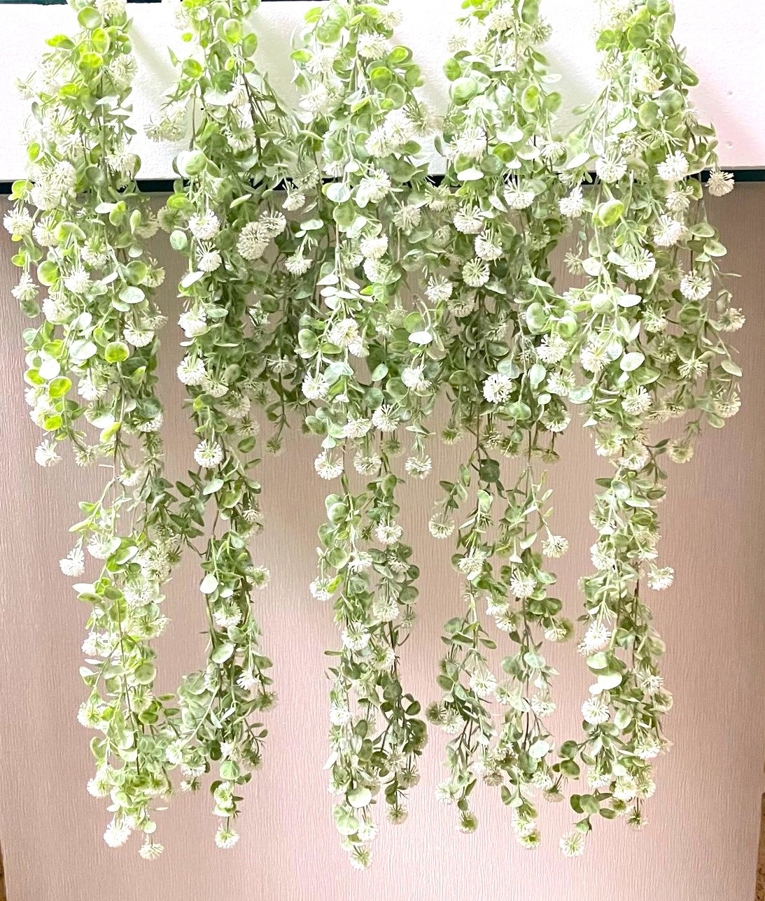 Curtain Wall Trailing Globe Ball - MULTIBUY - 6 Plants