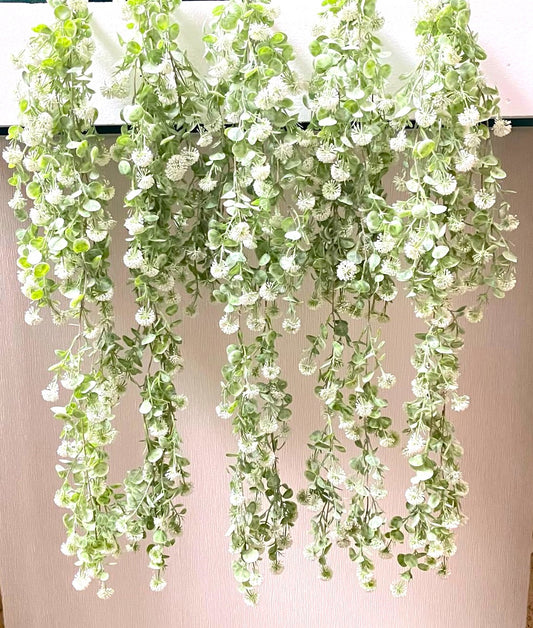 Curtain Wall Trailing Globe Ball - MULTIBUY - 6 Plants