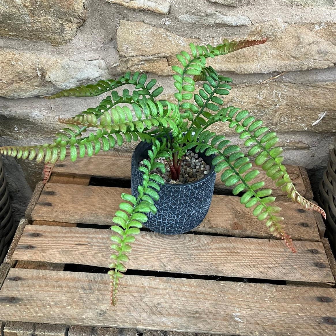 Fern Bunch 36cm