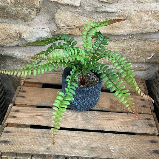 Fern Bunch 36cm