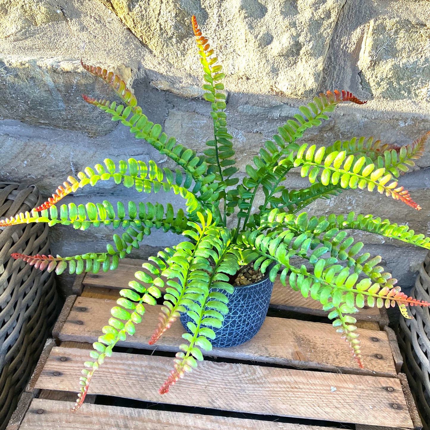 Fern Bunch (Large) 36cm