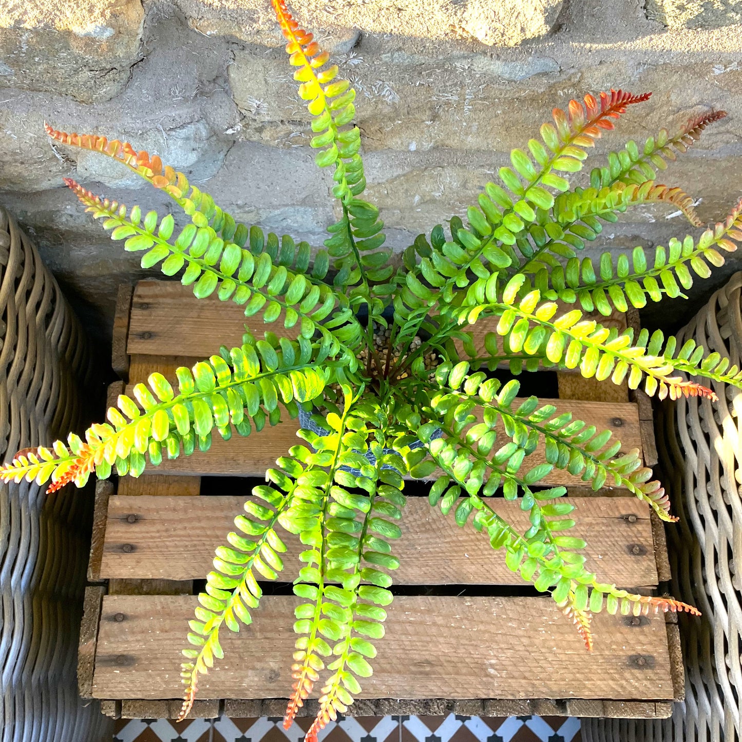 Fern Bunch (Large) 36cm