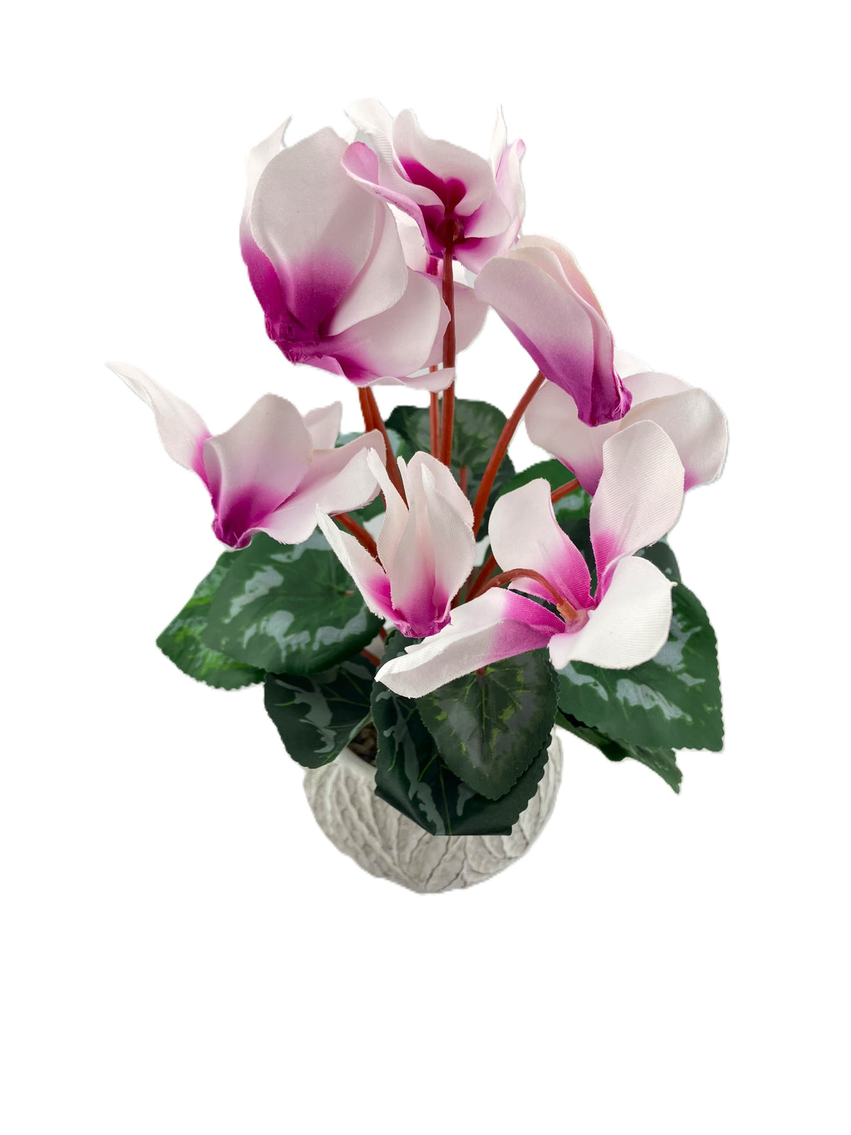 Pink Cyclamen in Round Oakland Pot