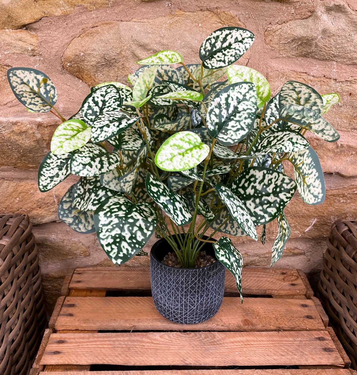 Hypoestes Phyllostachya Extra Large Bunch With Or Without Pot