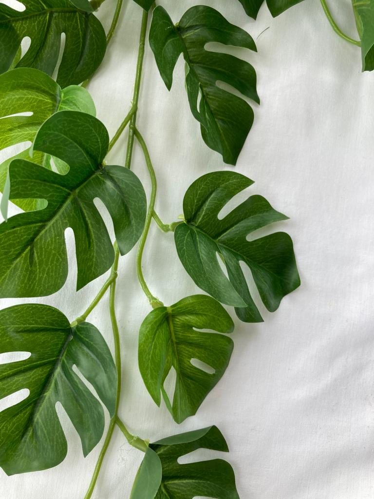 Mini Monstera Vine - 55cm