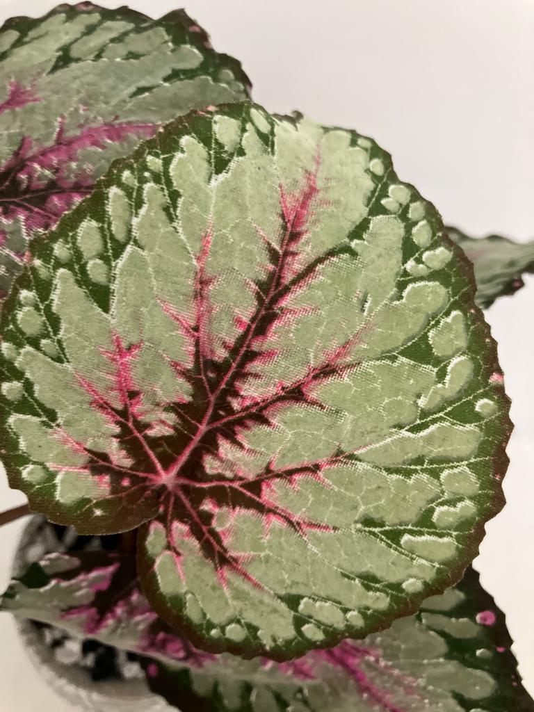 Artificial Begonia Leaves Bush in Albany Pot