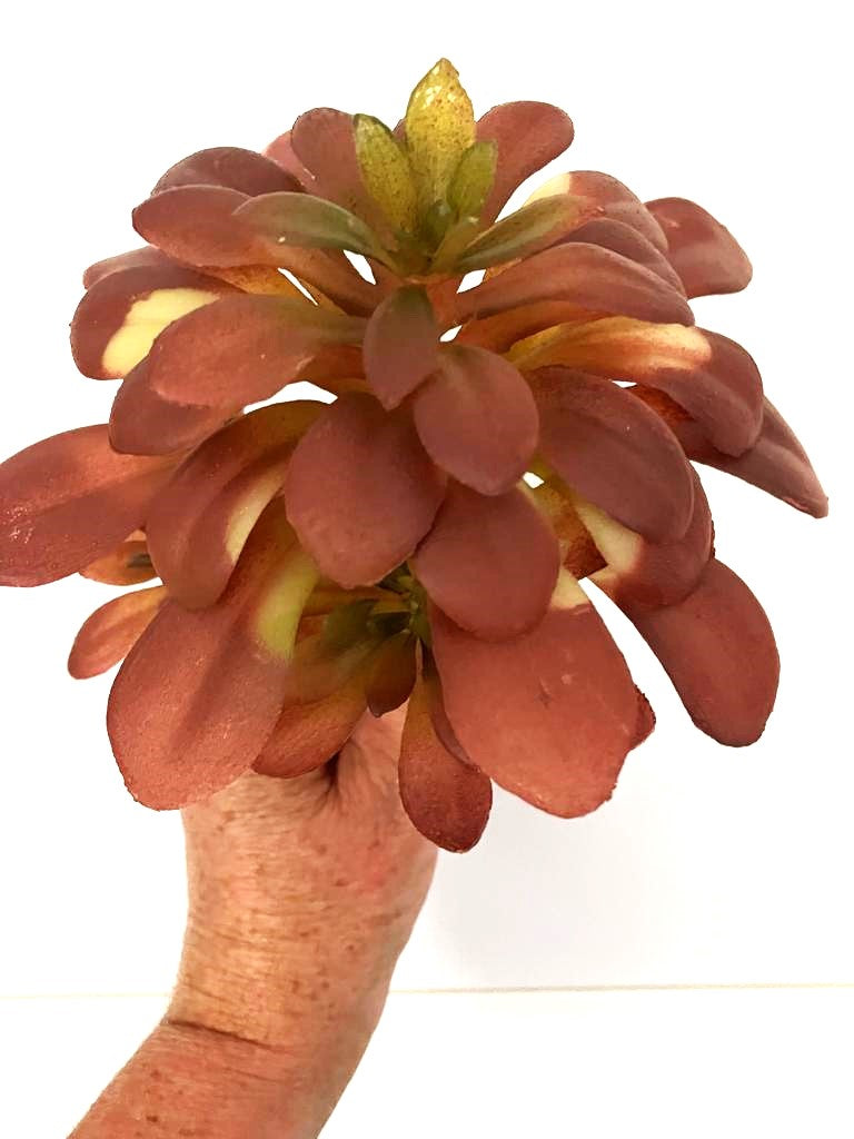 Chroma Succulent