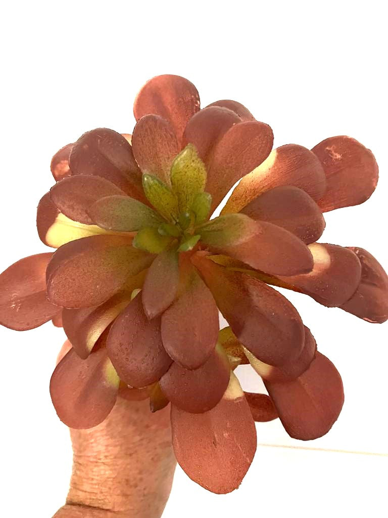 Chroma Succulent