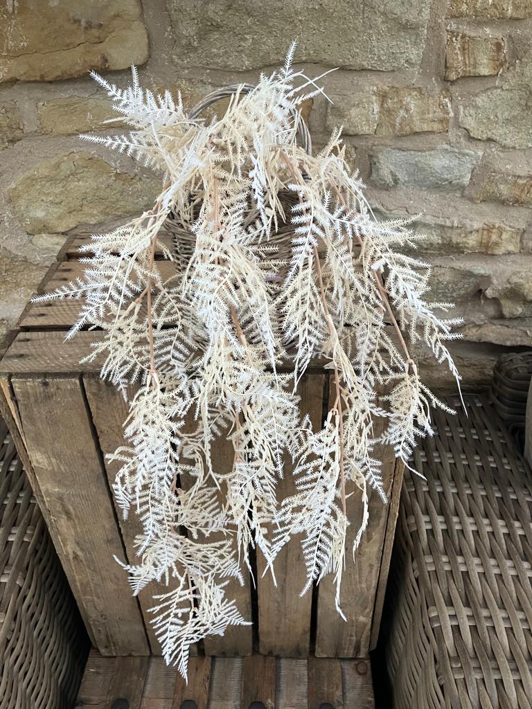 Asparagus Fern Trailing - Cream