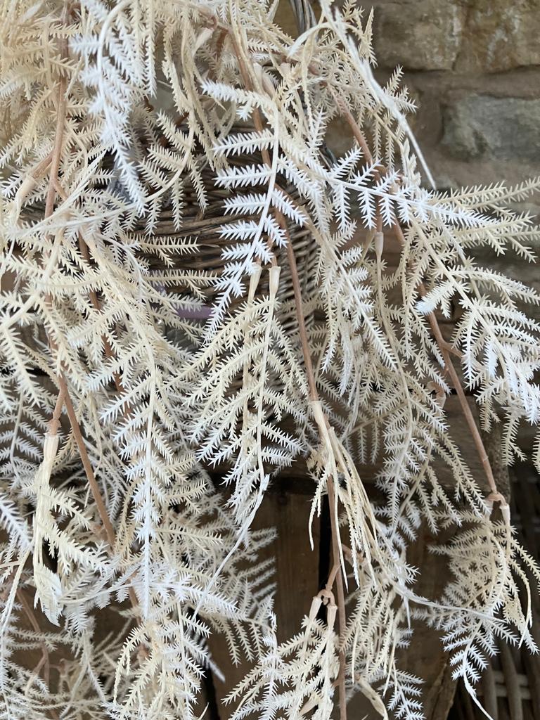 Asparagus Fern Trailing - Cream