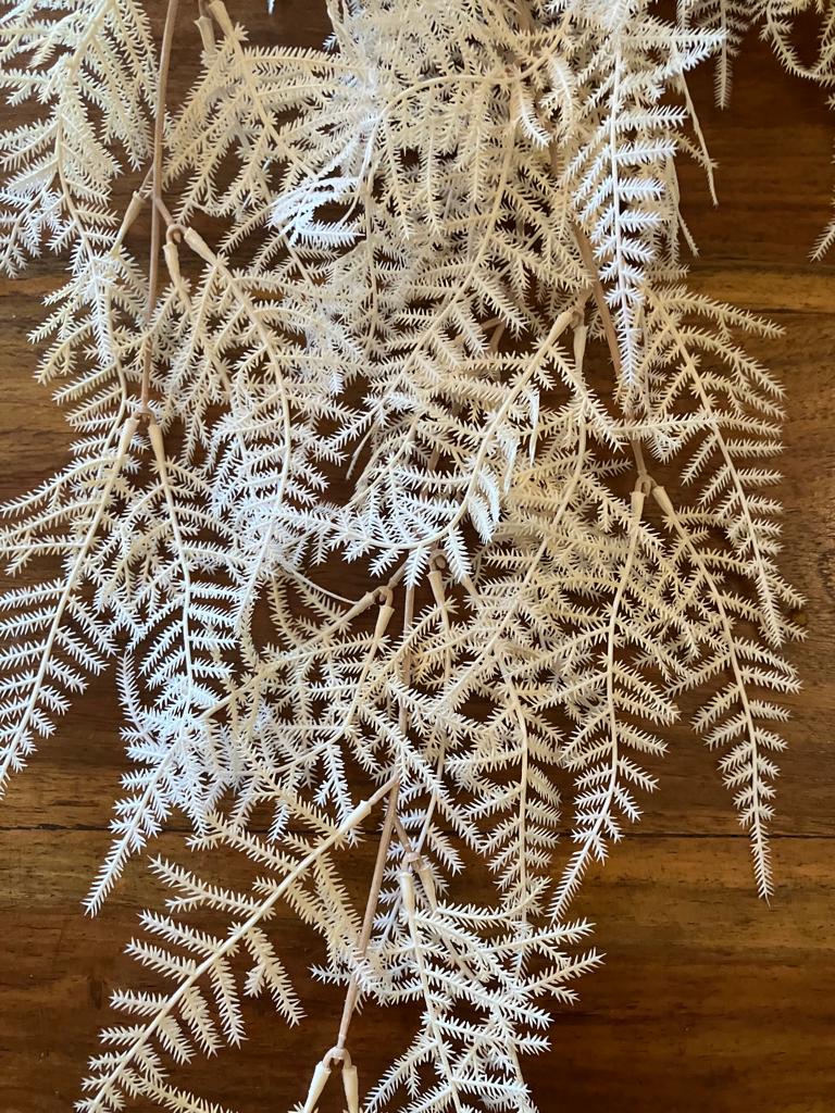 Asparagus Fern Trailing - Cream