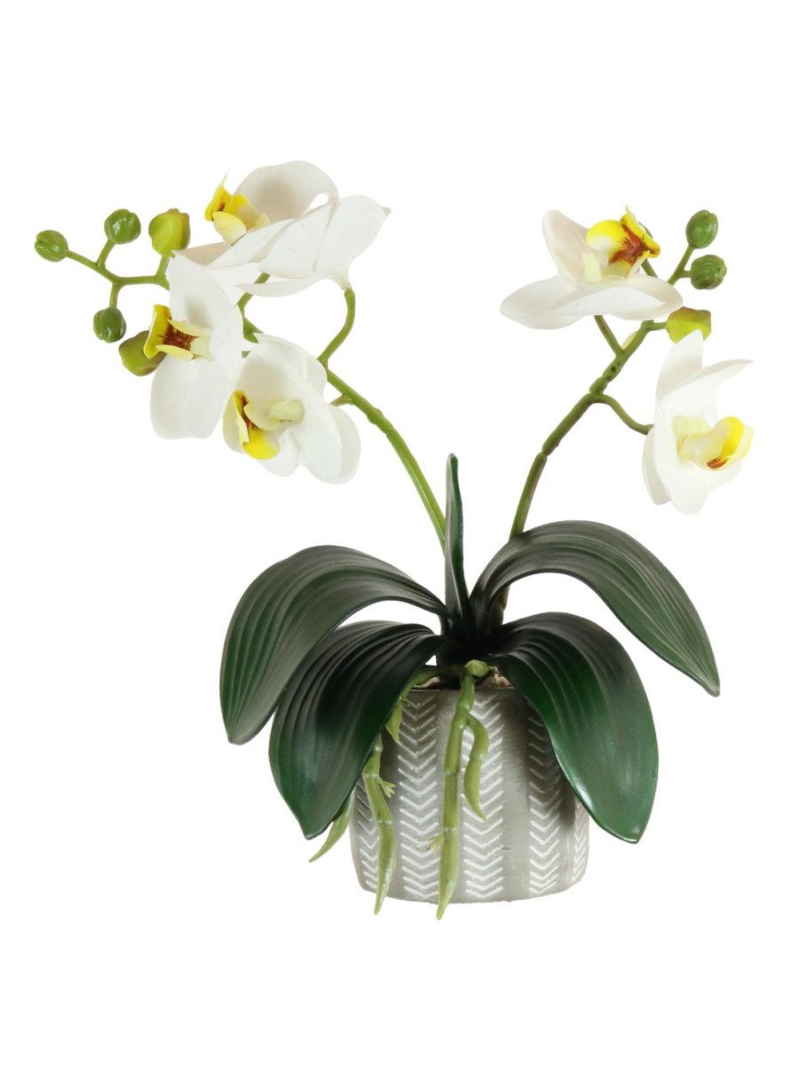 2 Stem Mini Phal Orchid Arrangement Ivory In Pot Realartificial 5243