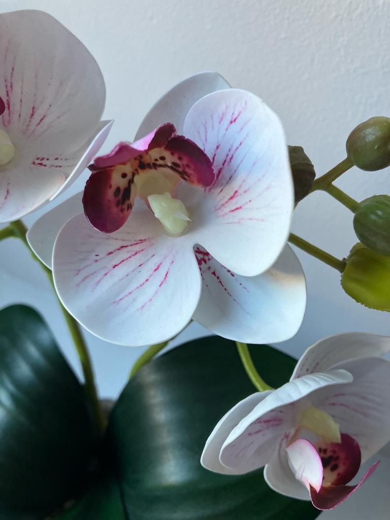2 Stem Mini Phal Orchid Arrangement in Pale Pink - In Pot