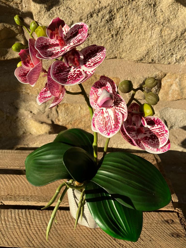2 Stem Mini Phal Orchid Arrangement - Pink Speckled