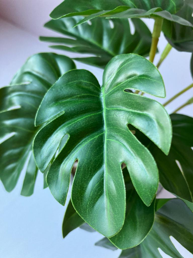 Mini Monstera Bunch with or without pot