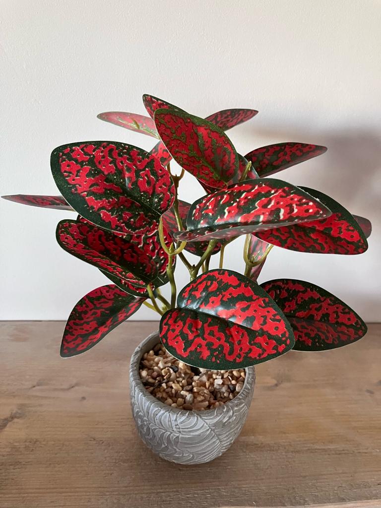 Spotted Dragon Leaf Small Bunch With Or Without Pot