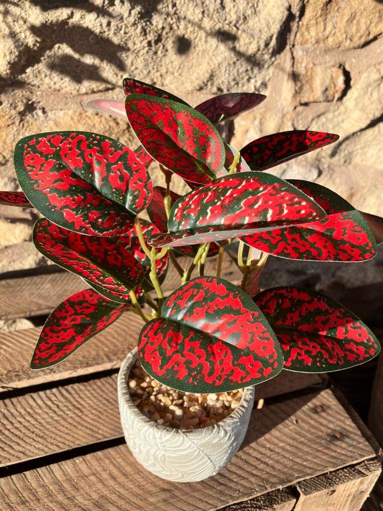 Spotted Dragon Leaf Small Bunch With Or Without Pot