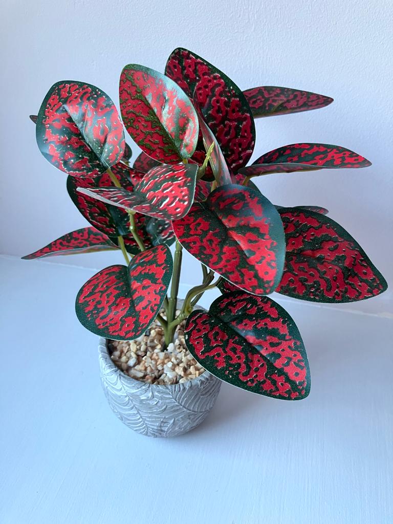 Spotted Dragon Leaf Small Bunch With Or Without Pot