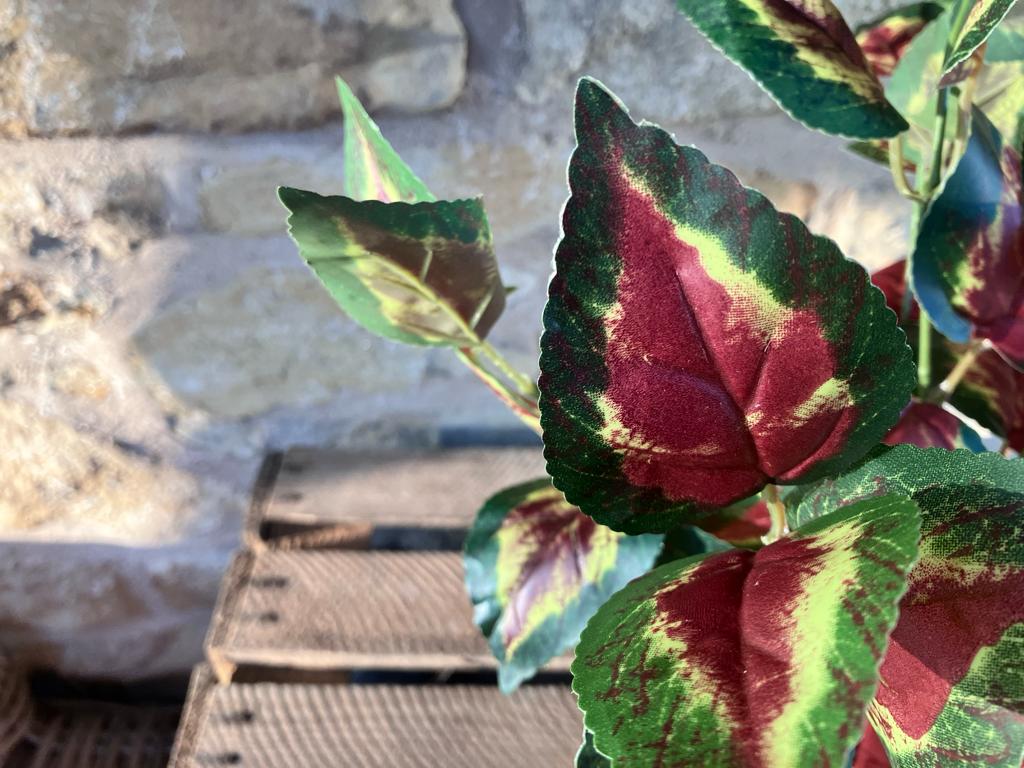 Coleus Orb Leaf Large Bunch With Or Without Pot