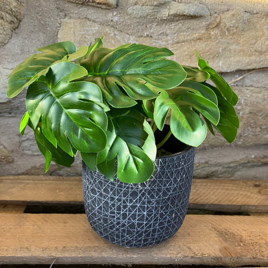 Mini Monstera Bunch (Large) with or without pot