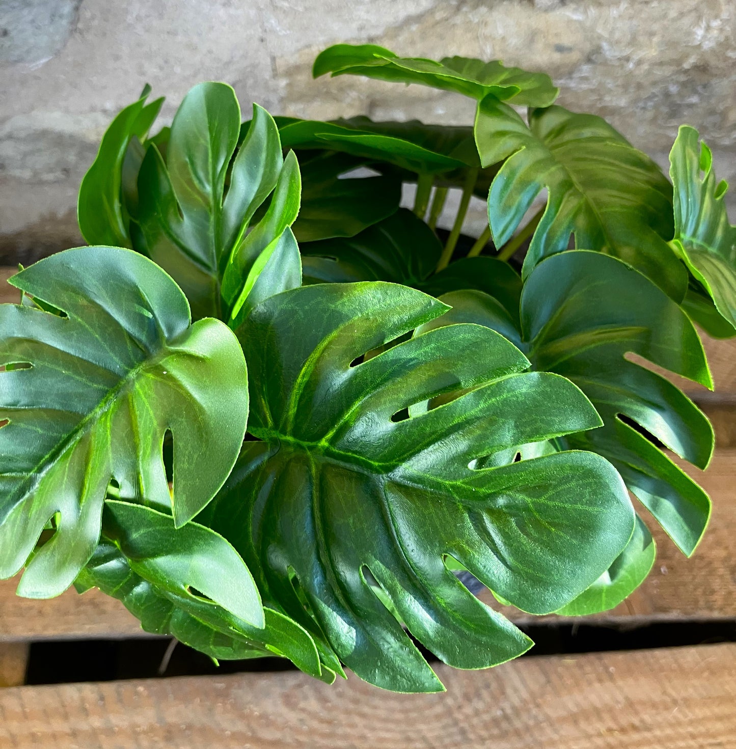 Mini Monstera Bunch (Large) with or without pot