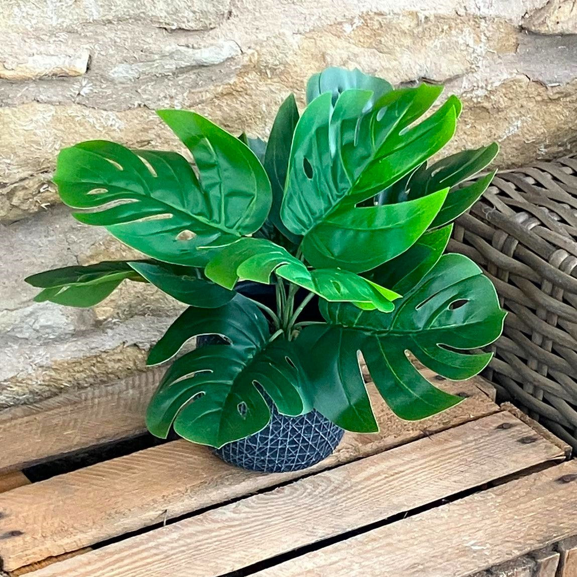 Monstera Bunch - 28cm (With or Without Pot)