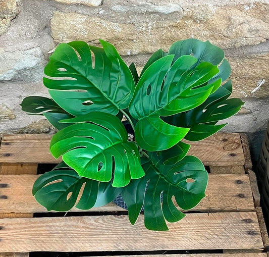 Monstera Bunch - 28cm (With or Without Pot)